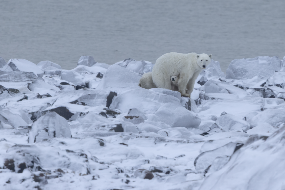 polar bear mom with two cubs sheltering underneath her
